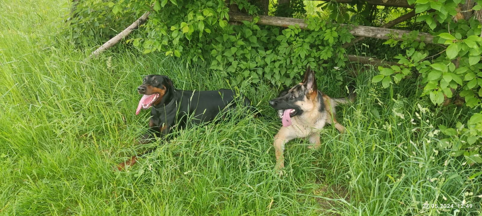 Vereinsbild